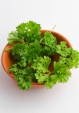 Curly Parsley